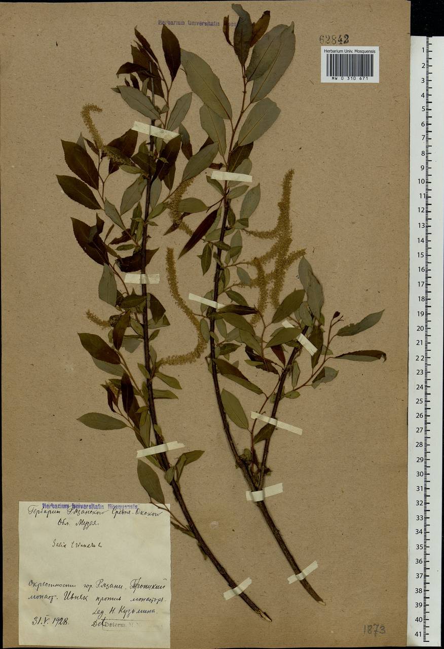 Salix triandra L., Eastern Europe, Central region (E4) (Russia)