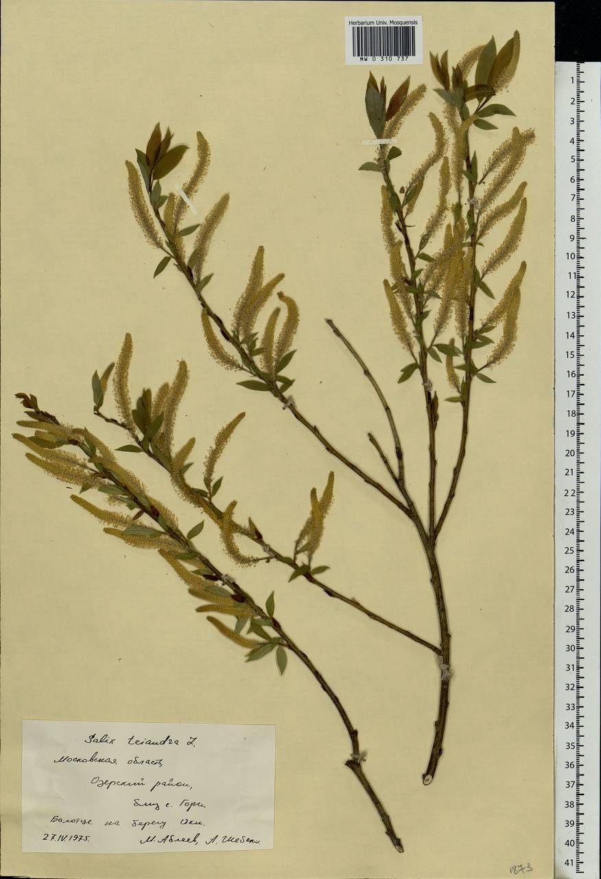 Salix triandra L., Eastern Europe, Moscow region (E4a) (Russia)