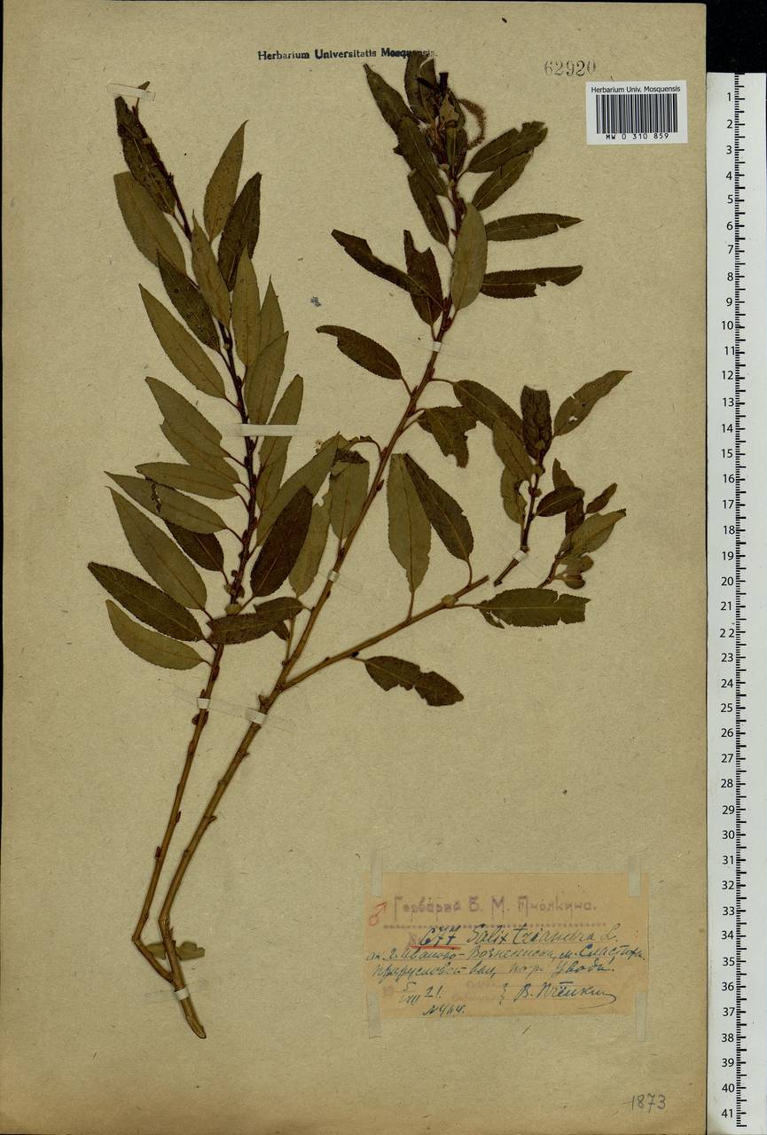Salix triandra L., Eastern Europe, Central forest region (E5) (Russia)