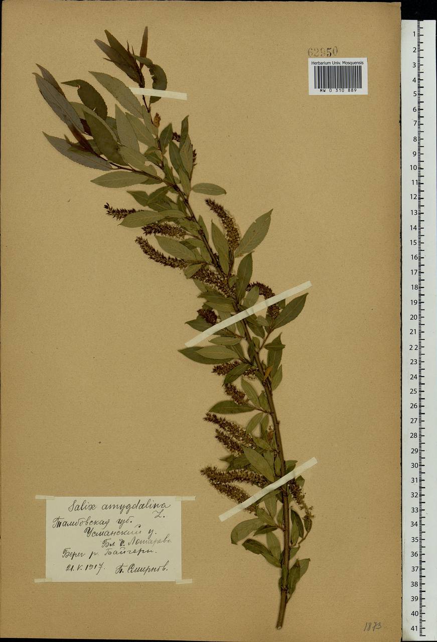 Salix triandra L., Eastern Europe, Central forest-and-steppe region (E6) (Russia)