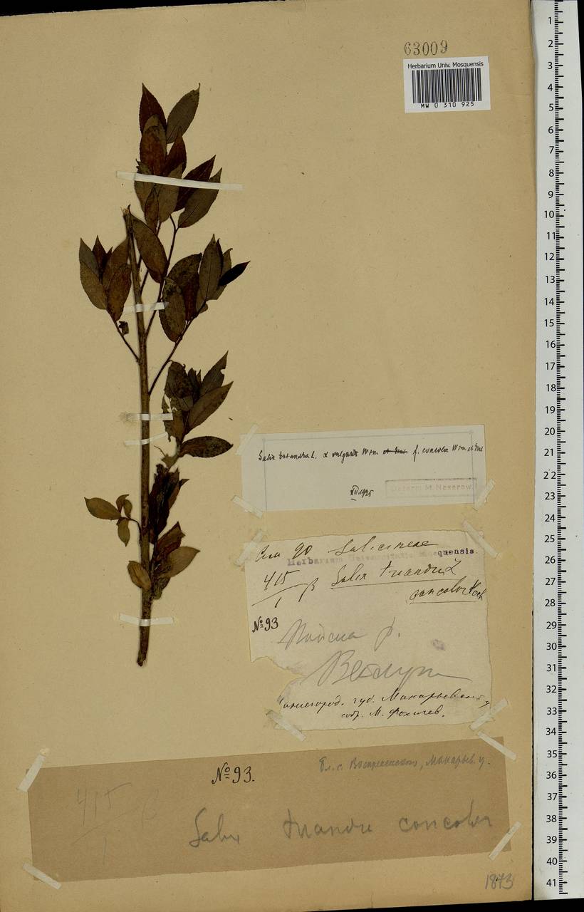 Salix triandra L., Eastern Europe, Volga-Kama region (E7) (Russia)