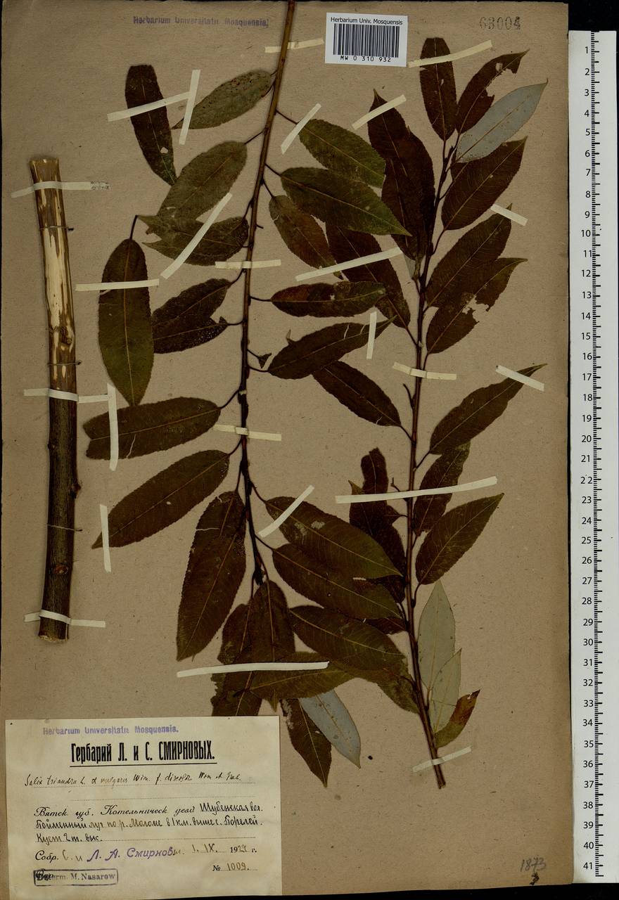Salix triandra L., Eastern Europe, Volga-Kama region (E7) (Russia)