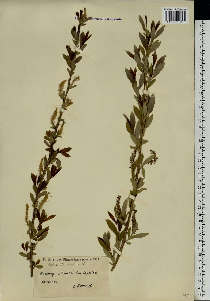Salix triandra L., Eastern Europe, Lower Volga region (E9) (Russia)