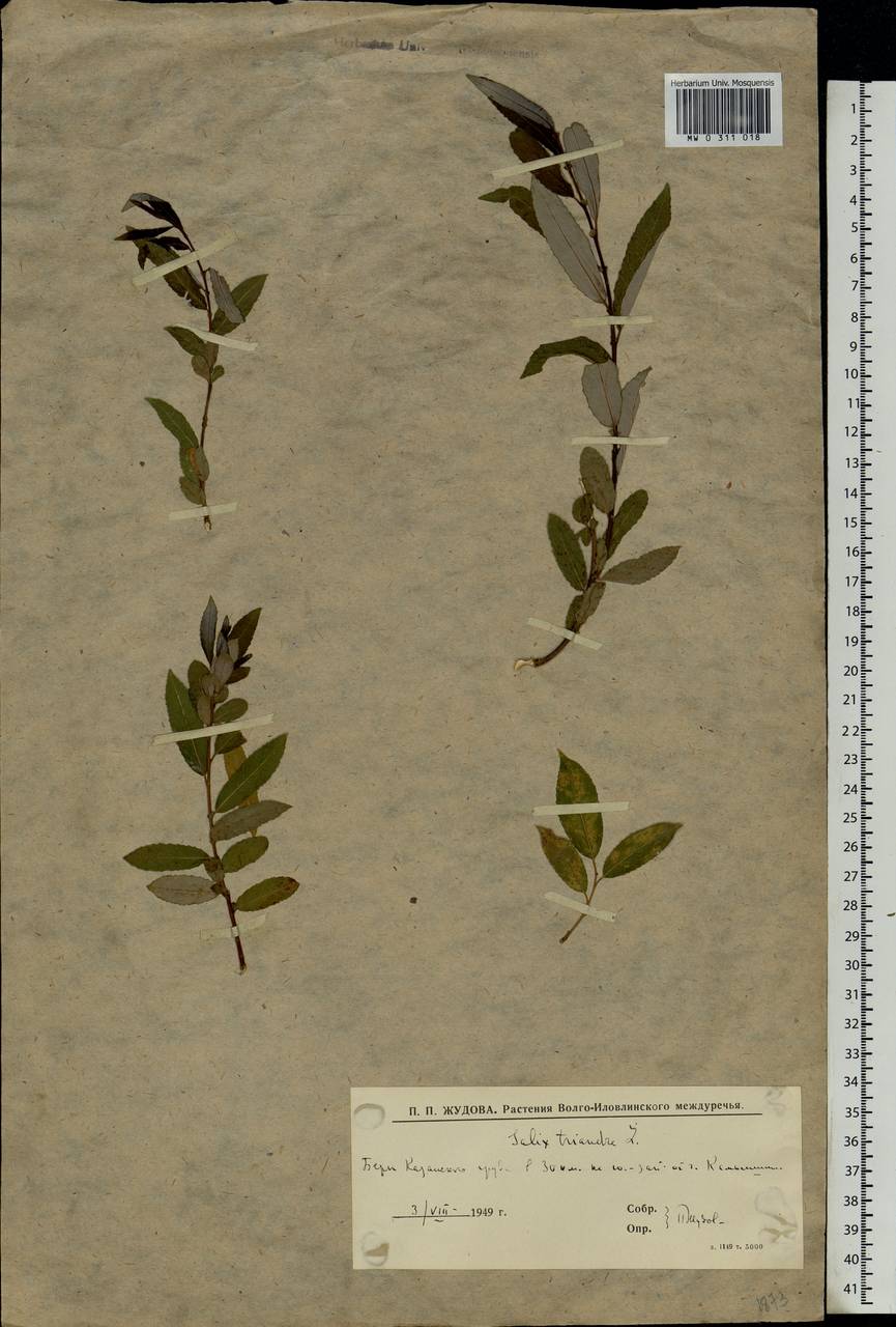 Salix triandra L., Eastern Europe, Lower Volga region (E9) (Russia)