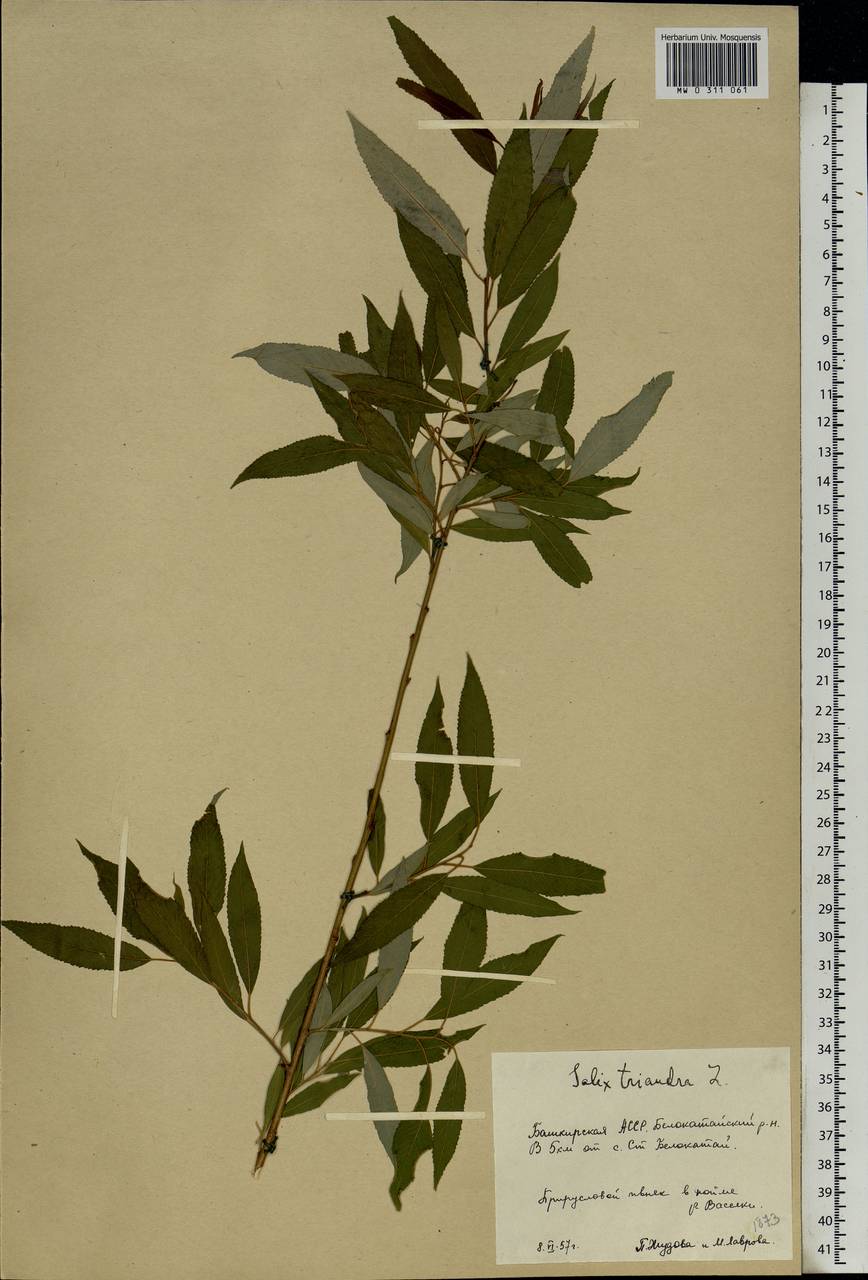 Salix triandra L., Eastern Europe, Eastern region (E10) (Russia)