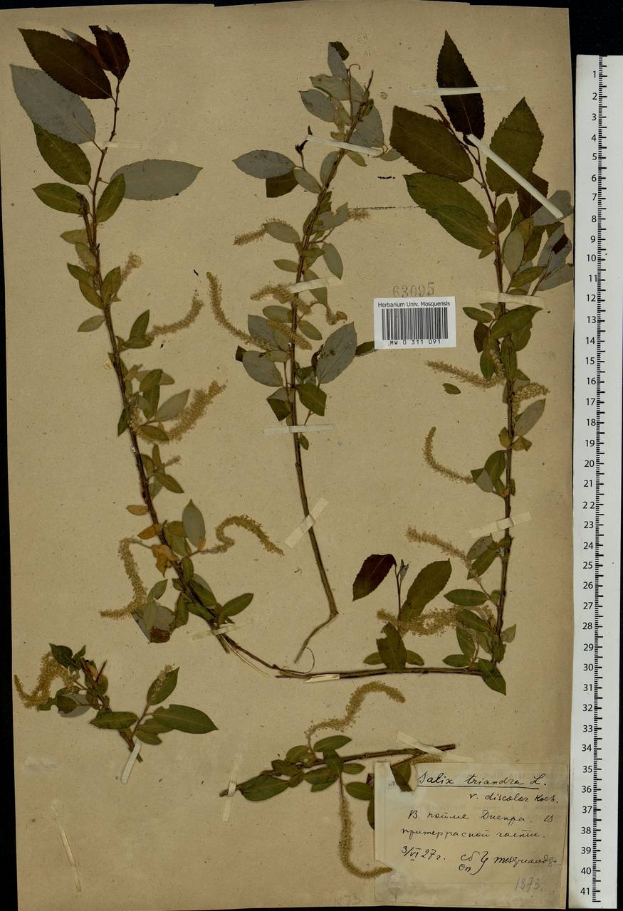 Salix triandra L., Eastern Europe, South Ukrainian region (E12) (Ukraine)