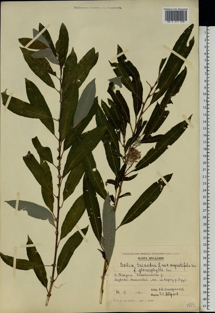Salix triandra L., Eastern Europe, Moldova (E13a) (Moldova)
