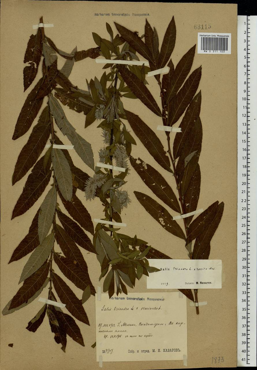 Salix triandra L., Eastern Europe, Central region (E4) (Russia)