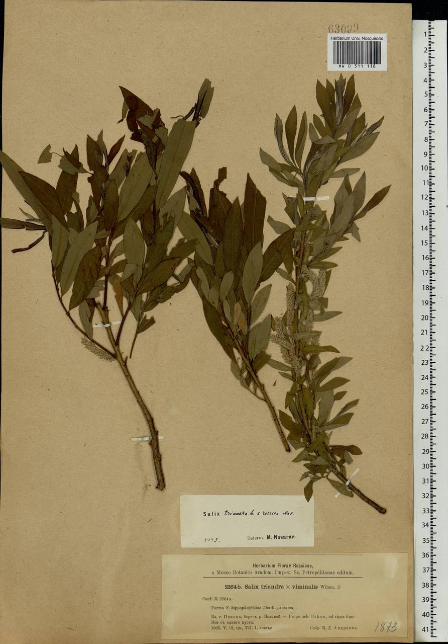 Salix triandra L., Eastern Europe, North-Western region (E2) (Russia)