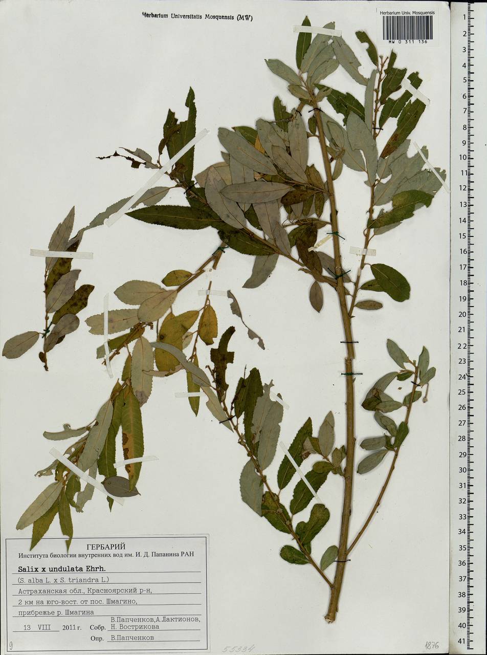 Salix undulata Ehrh., Eastern Europe, Lower Volga region (E9) (Russia)