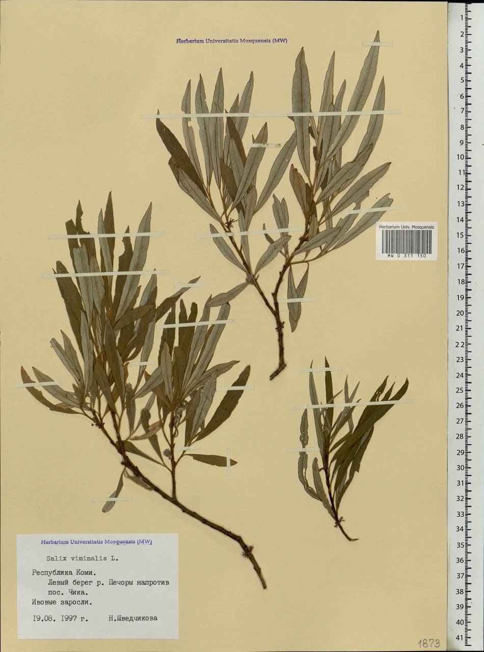 Salix viminalis, Eastern Europe, Northern region (E1) (Russia)