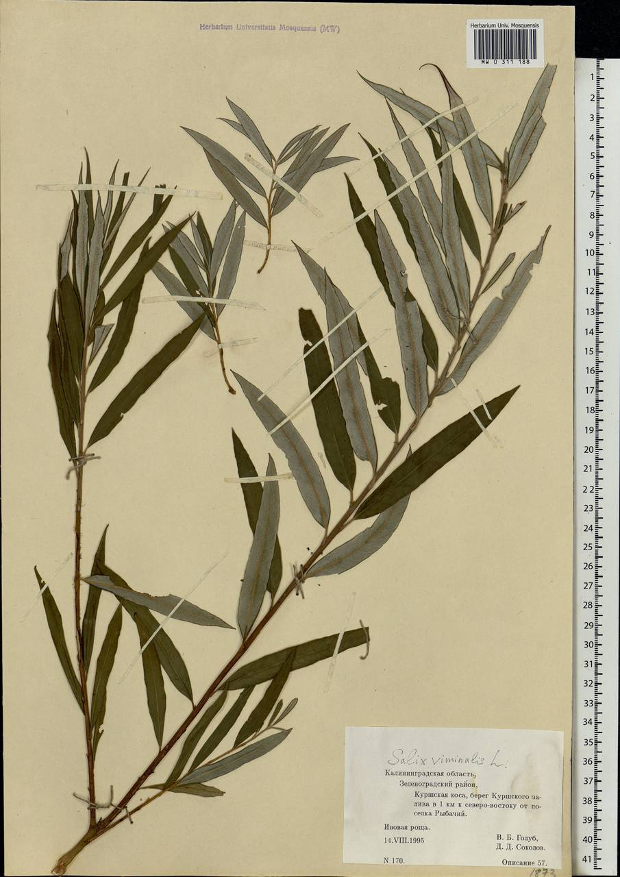 Salix viminalis, Eastern Europe, North-Western region (E2) (Russia)