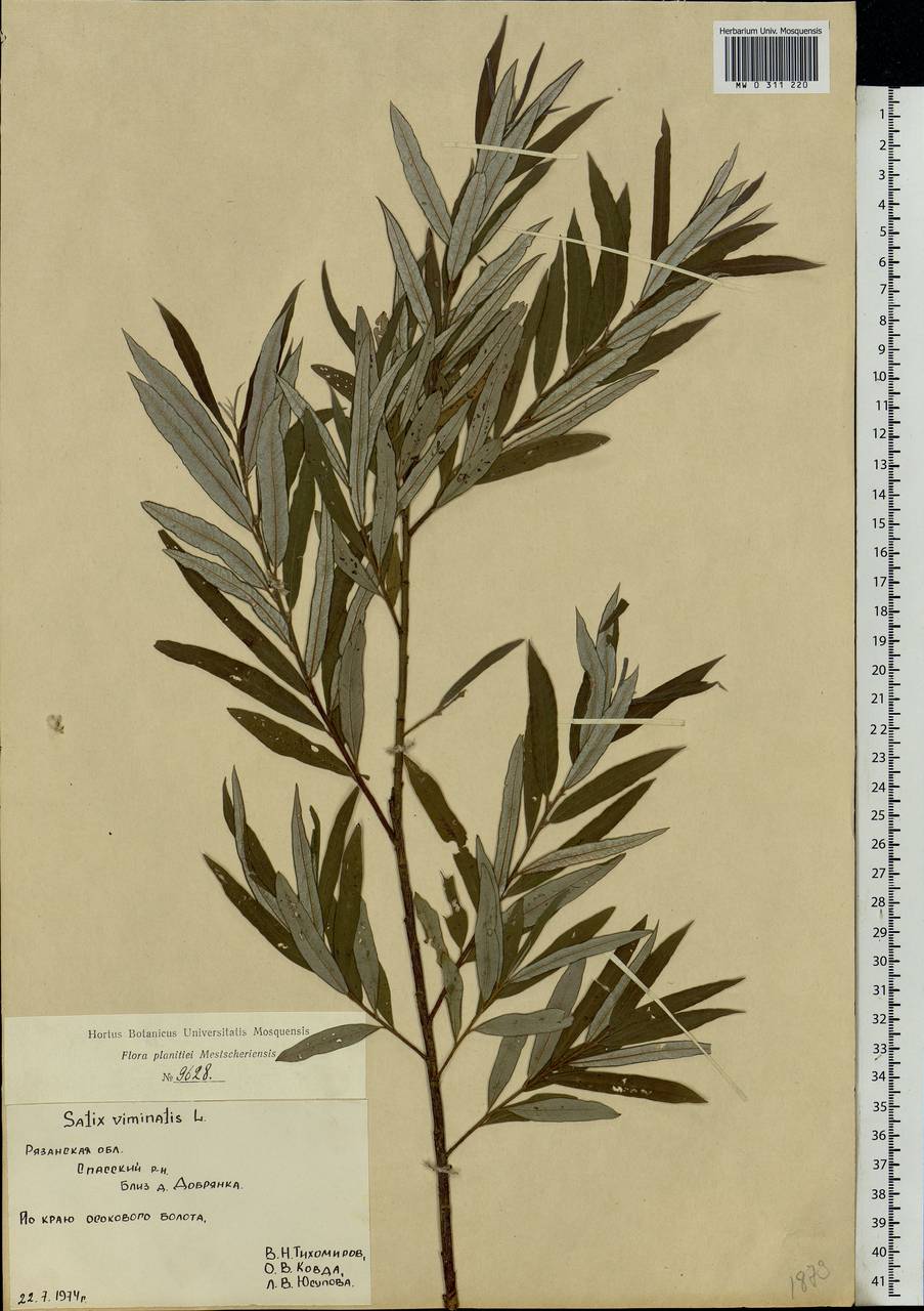 Salix viminalis, Eastern Europe, Central region (E4) (Russia)