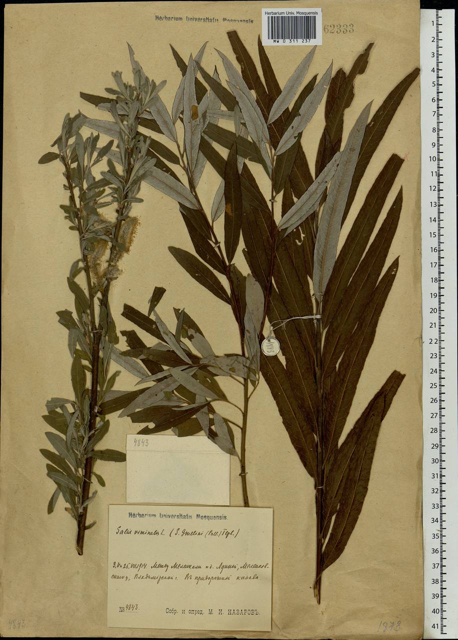 Salix viminalis, Eastern Europe, Central region (E4) (Russia)