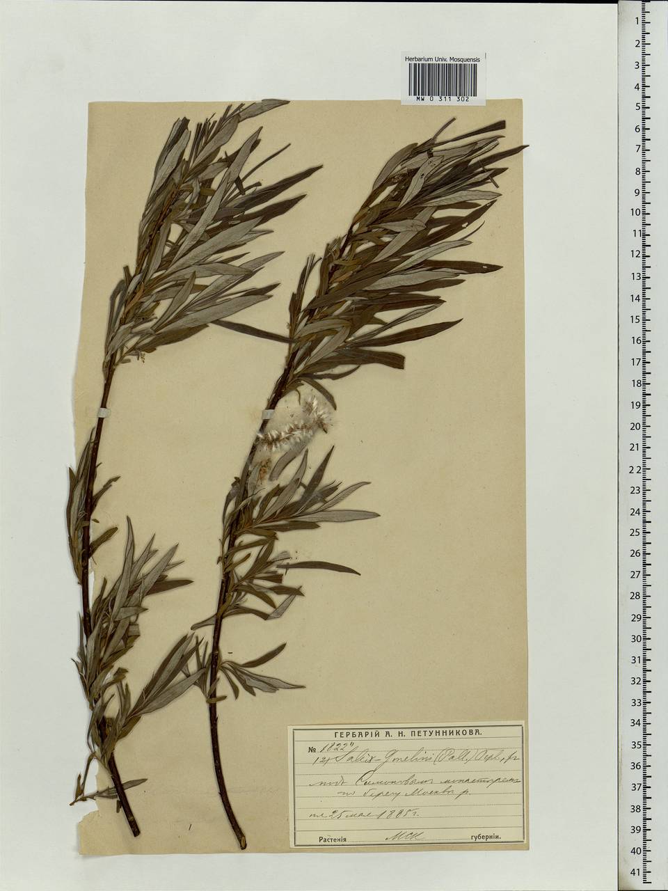 Salix viminalis, Eastern Europe, Moscow region (E4a) (Russia)