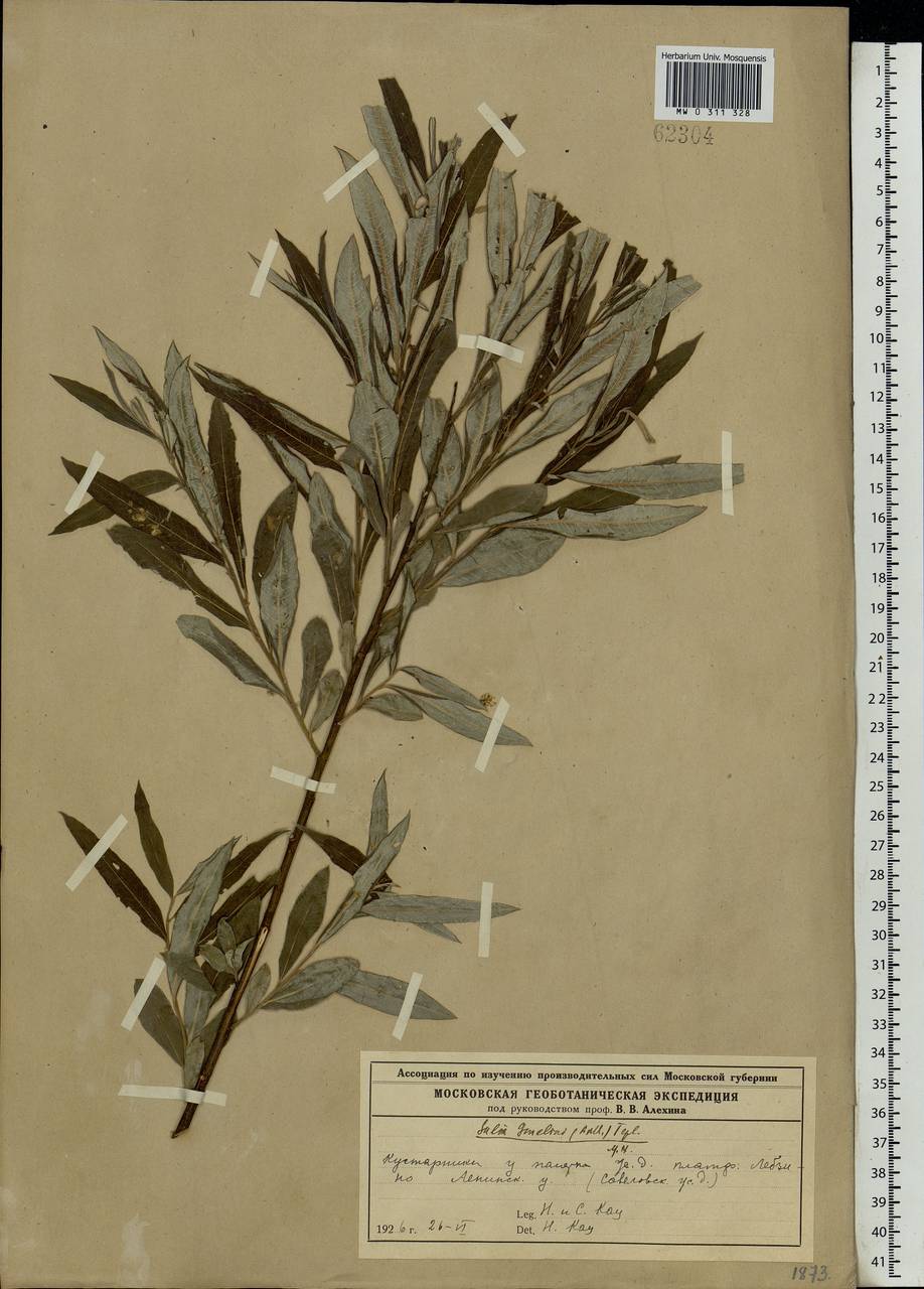 Salix viminalis L., Eastern Europe, Moscow region (E4a) (Russia)