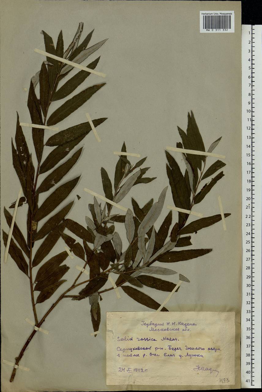 Salix viminalis, Eastern Europe, Moscow region (E4a) (Russia)