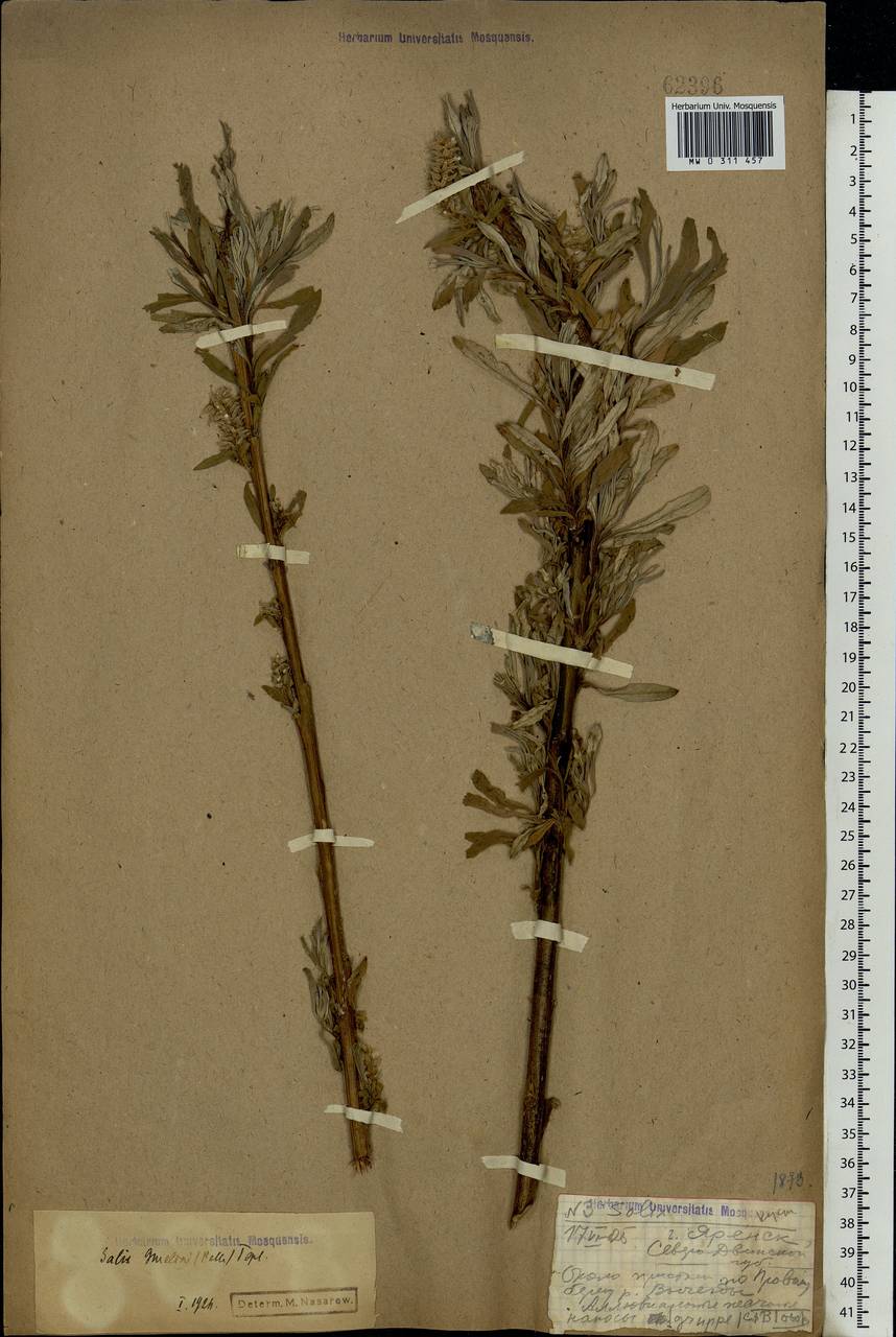 Salix viminalis, Eastern Europe, Northern region (E1) (Russia)