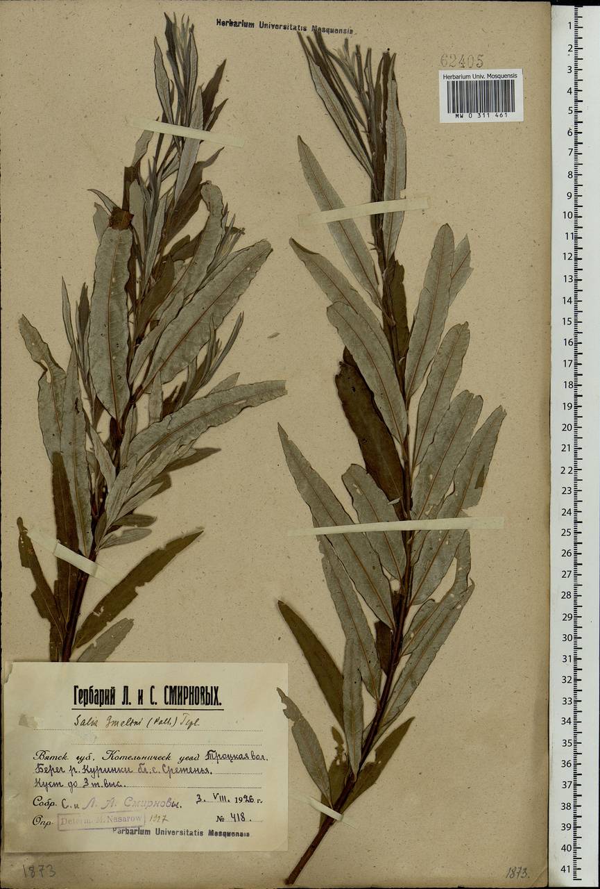 Salix viminalis, Eastern Europe, Volga-Kama region (E7) (Russia)
