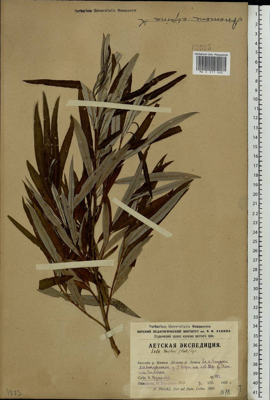 Salix viminalis L., Eastern Europe, Northern region (E1) (Russia)