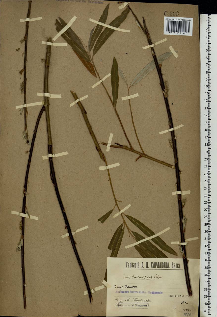 Salix viminalis, Eastern Europe, Volga-Kama region (E7) (Russia)