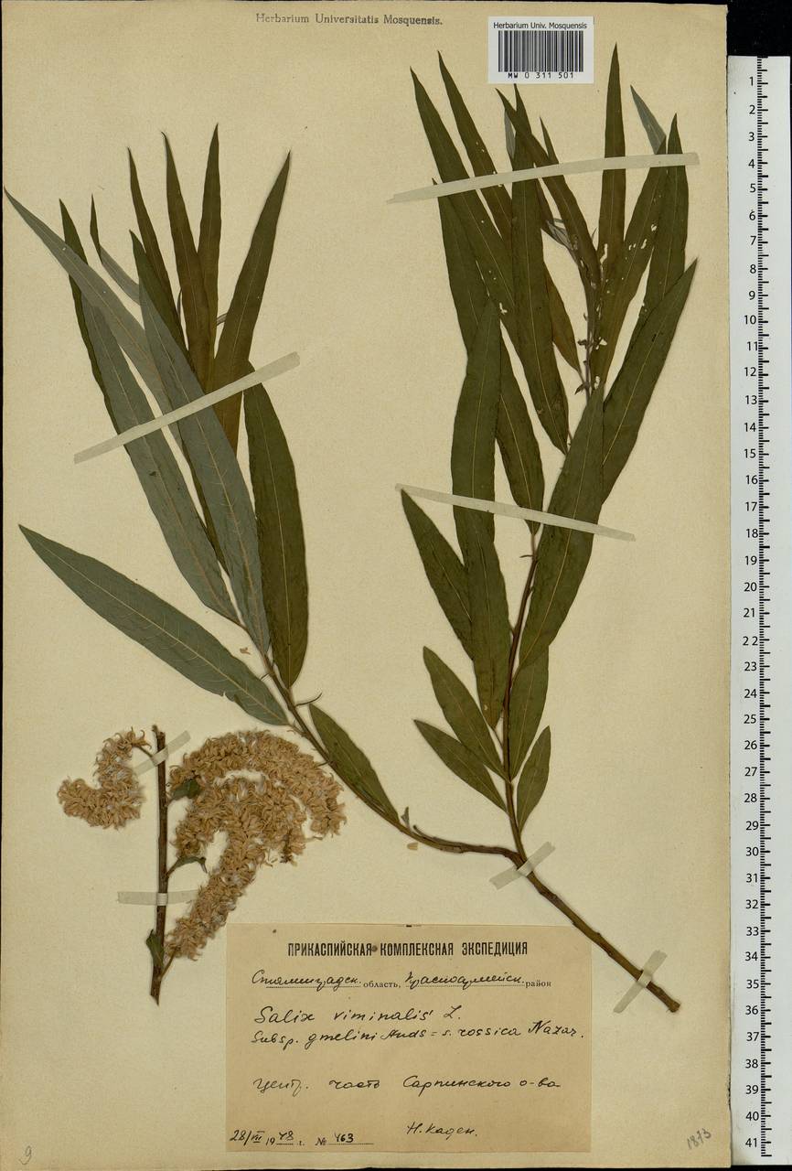 Salix viminalis, Eastern Europe, Lower Volga region (E9) (Russia)