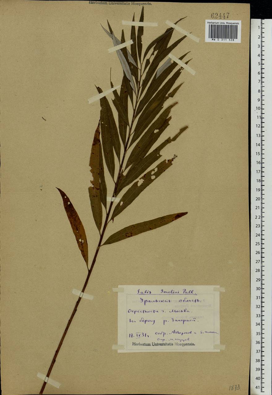 Salix viminalis L., Eastern Europe, Eastern region (E10) (Russia)