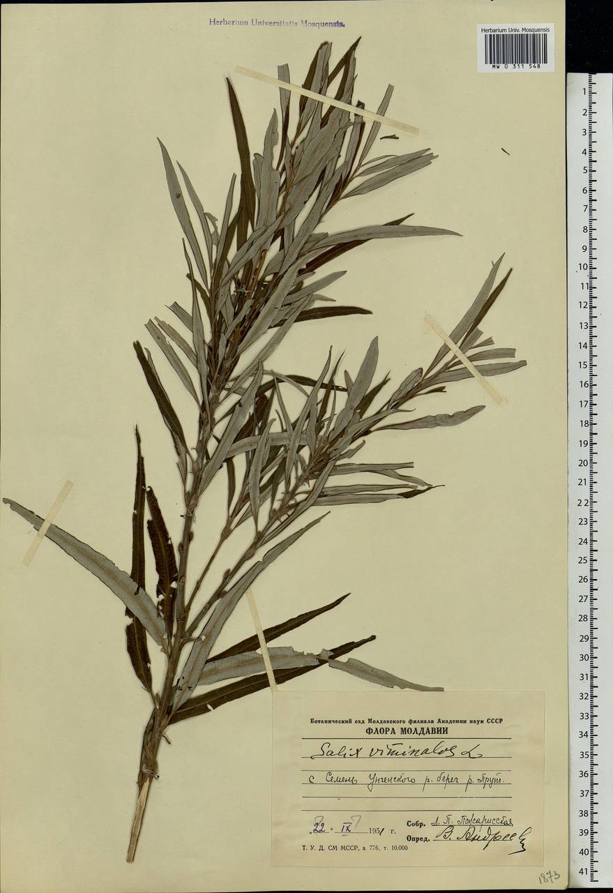 Salix viminalis, Eastern Europe, Moldova (E13a) (Moldova)
