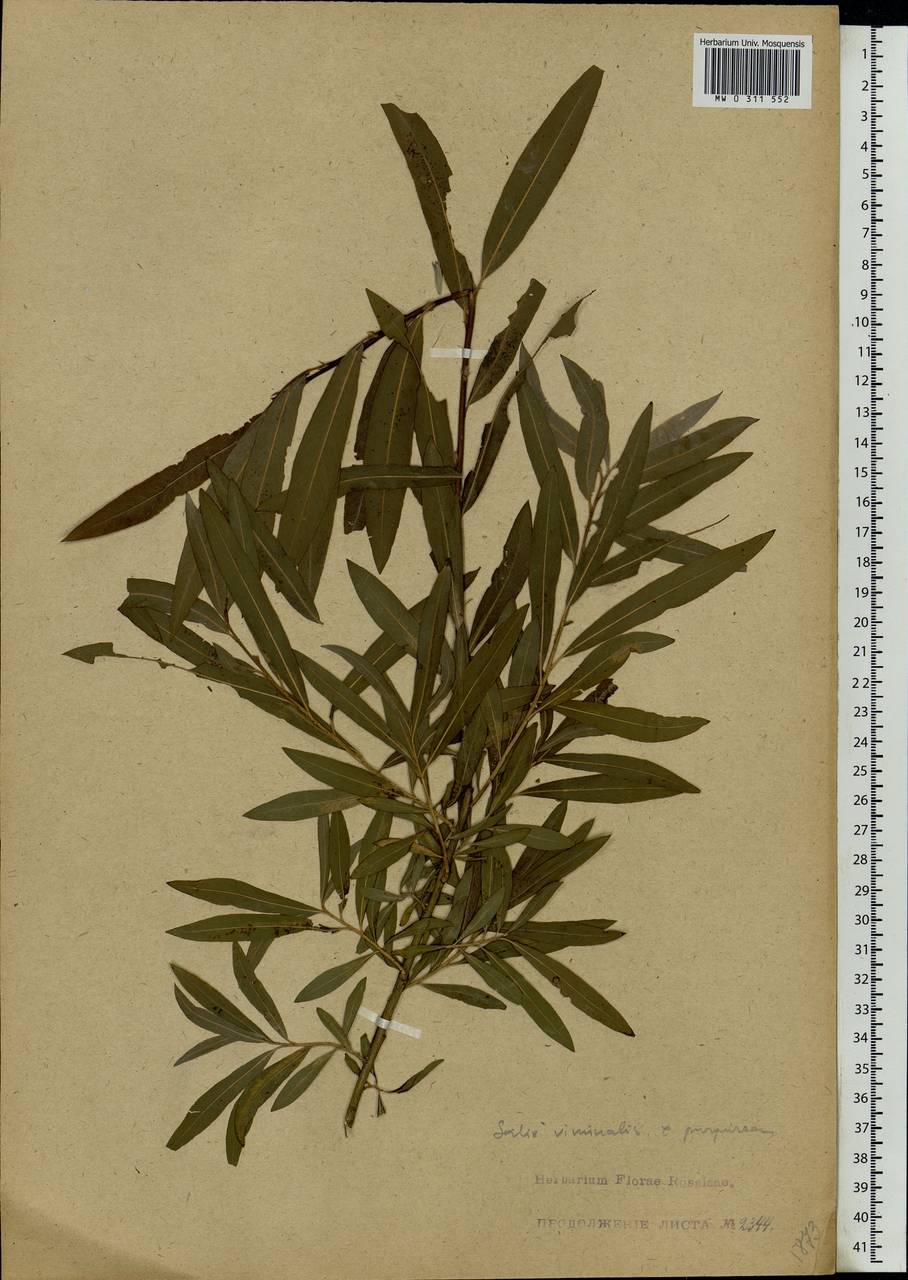 Salix viminalis L., Eastern Europe, North-Western region (E2) (Russia)