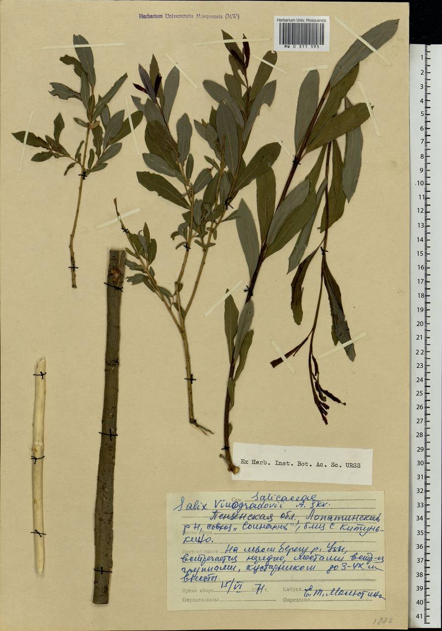 Salix vinogradovii A. K. Skvortsov, Eastern Europe, Middle Volga region (E8) (Russia)