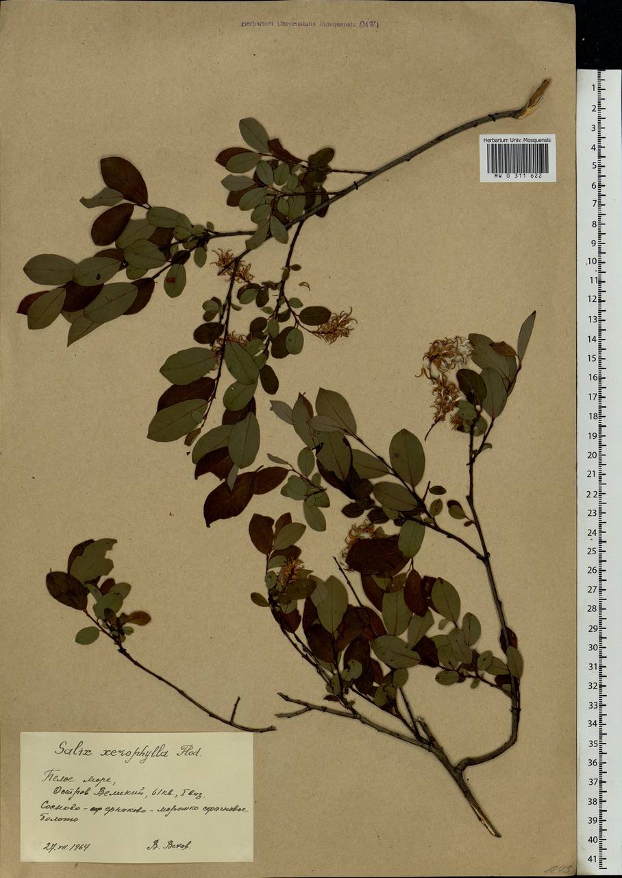 Salix bebbiana Sarg., Eastern Europe, Northern region (E1) (Russia)