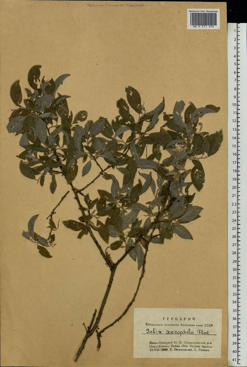 Salix bebbiana Sarg., Siberia, Western Siberia (S1) (Russia)