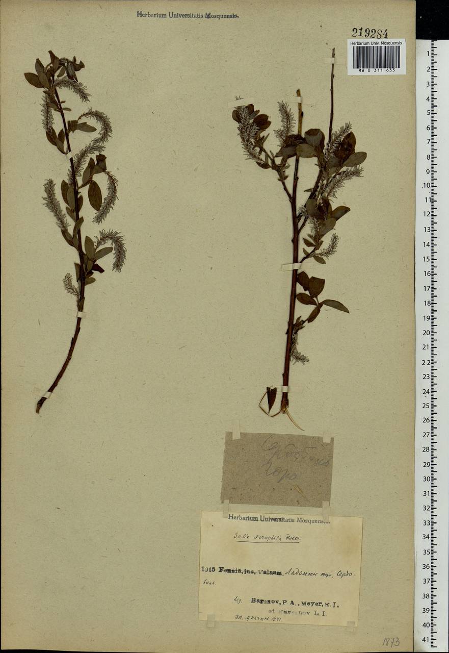 Salix bebbiana Sarg., Eastern Europe, Northern region (E1) (Russia)