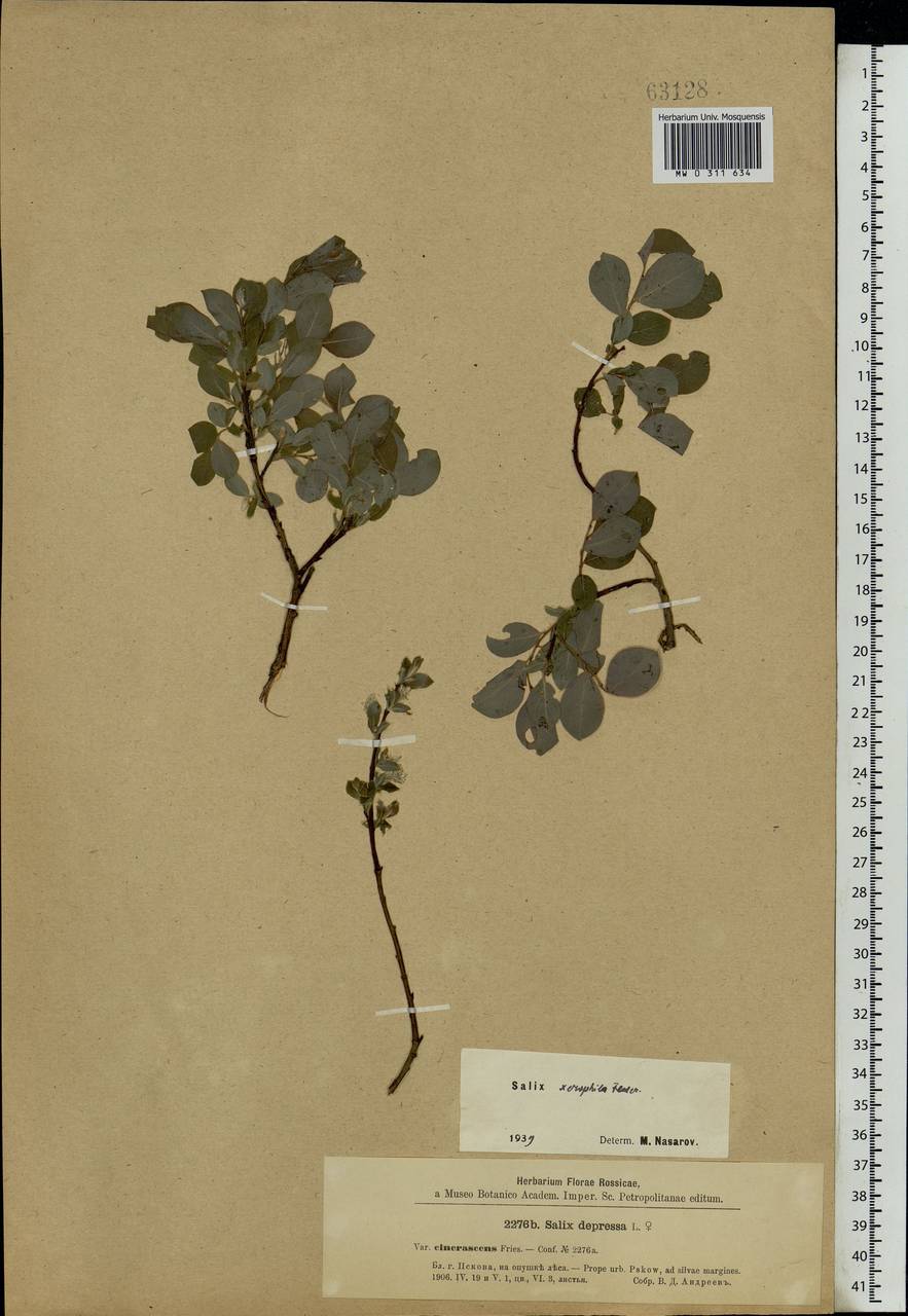 Salix bebbiana Sarg., Eastern Europe, North-Western region (E2) (Russia)