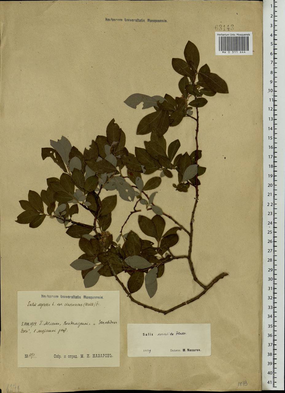 Salix bebbiana Sarg., Eastern Europe, Central region (E4) (Russia)