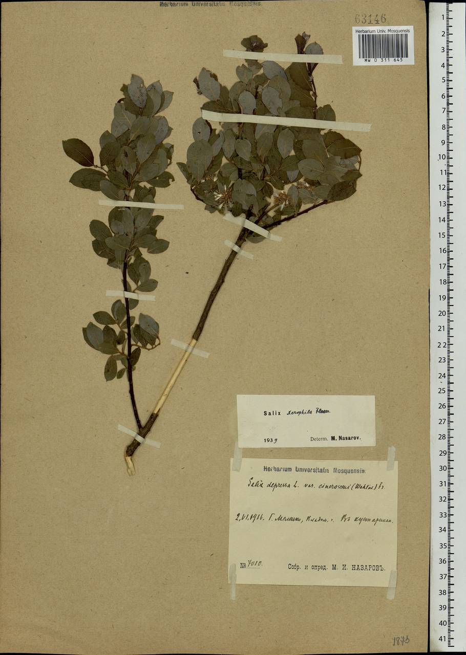 Salix bebbiana Sarg., Eastern Europe, Central region (E4) (Russia)