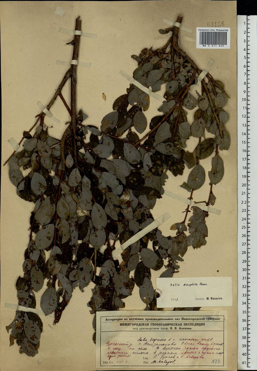 Salix bebbiana Sarg., Eastern Europe, Volga-Kama region (E7) (Russia)