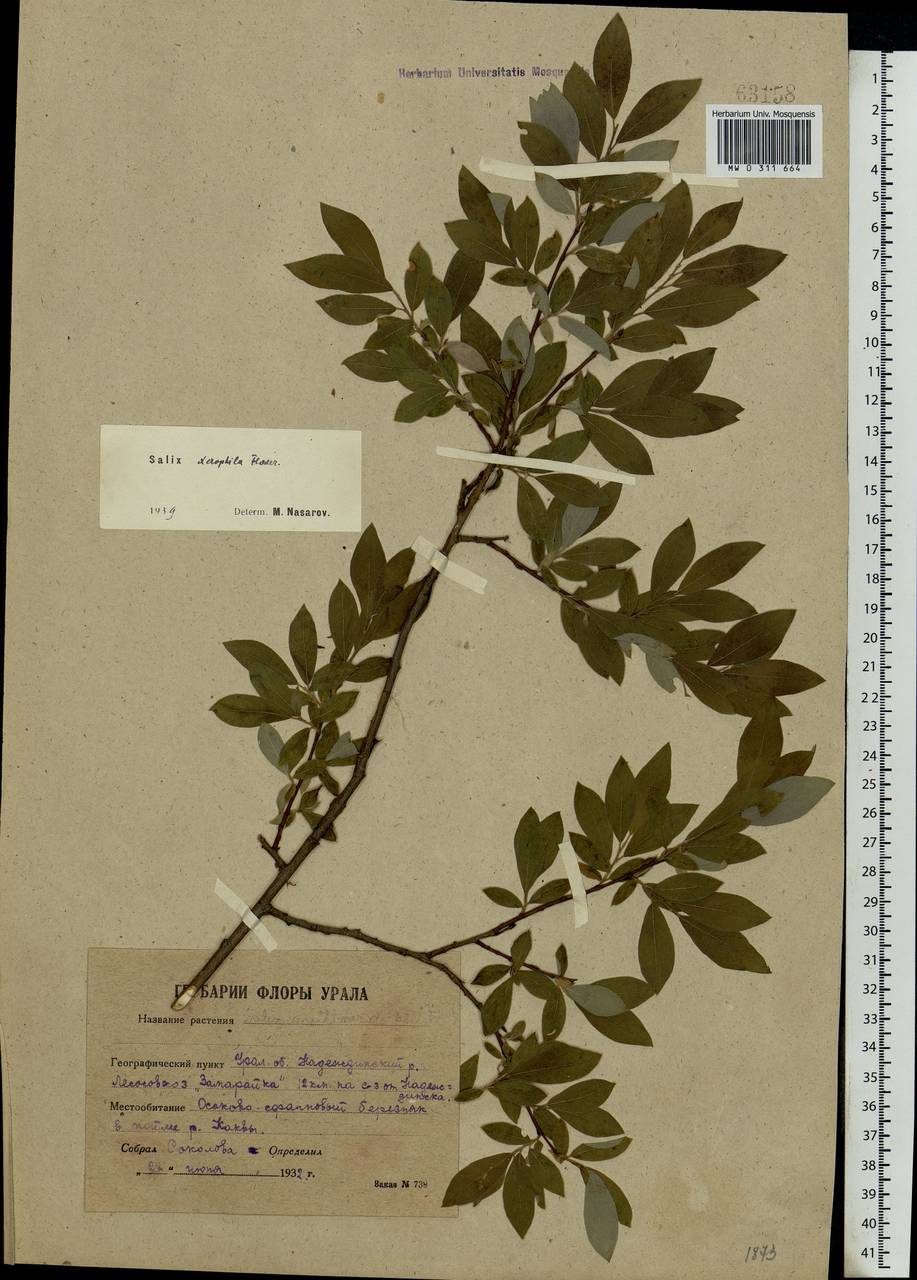 Salix bebbiana Sarg., Eastern Europe, Eastern region (E10) (Russia)