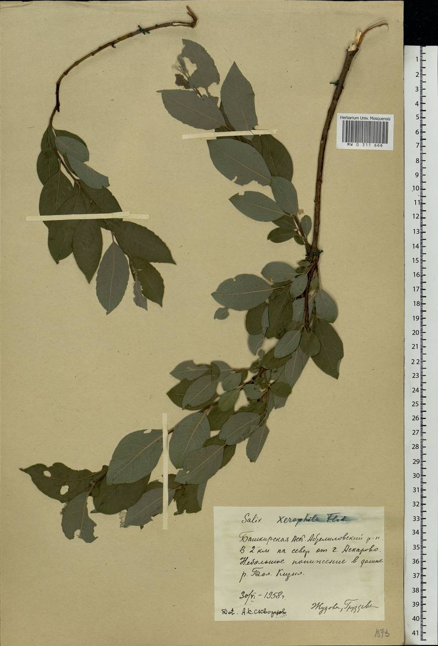 Salix bebbiana Sarg., Eastern Europe, Eastern region (E10) (Russia)