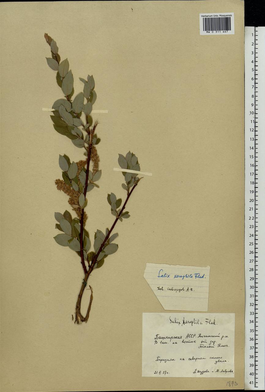 Salix bebbiana Sarg., Eastern Europe, Eastern region (E10) (Russia)