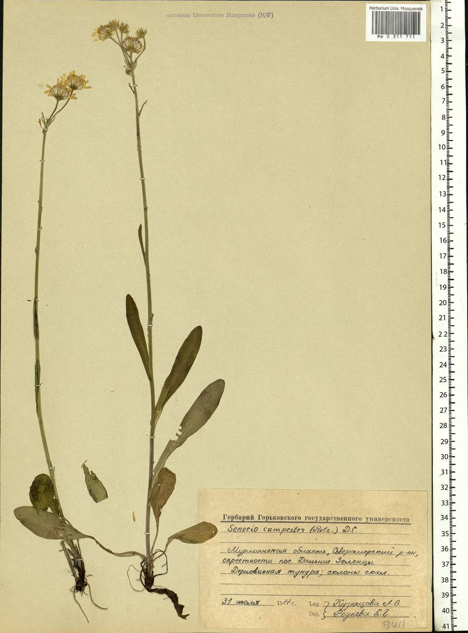 Tephroseris integrifolia (L.) Holub, Eastern Europe, Northern region (E1) (Russia)