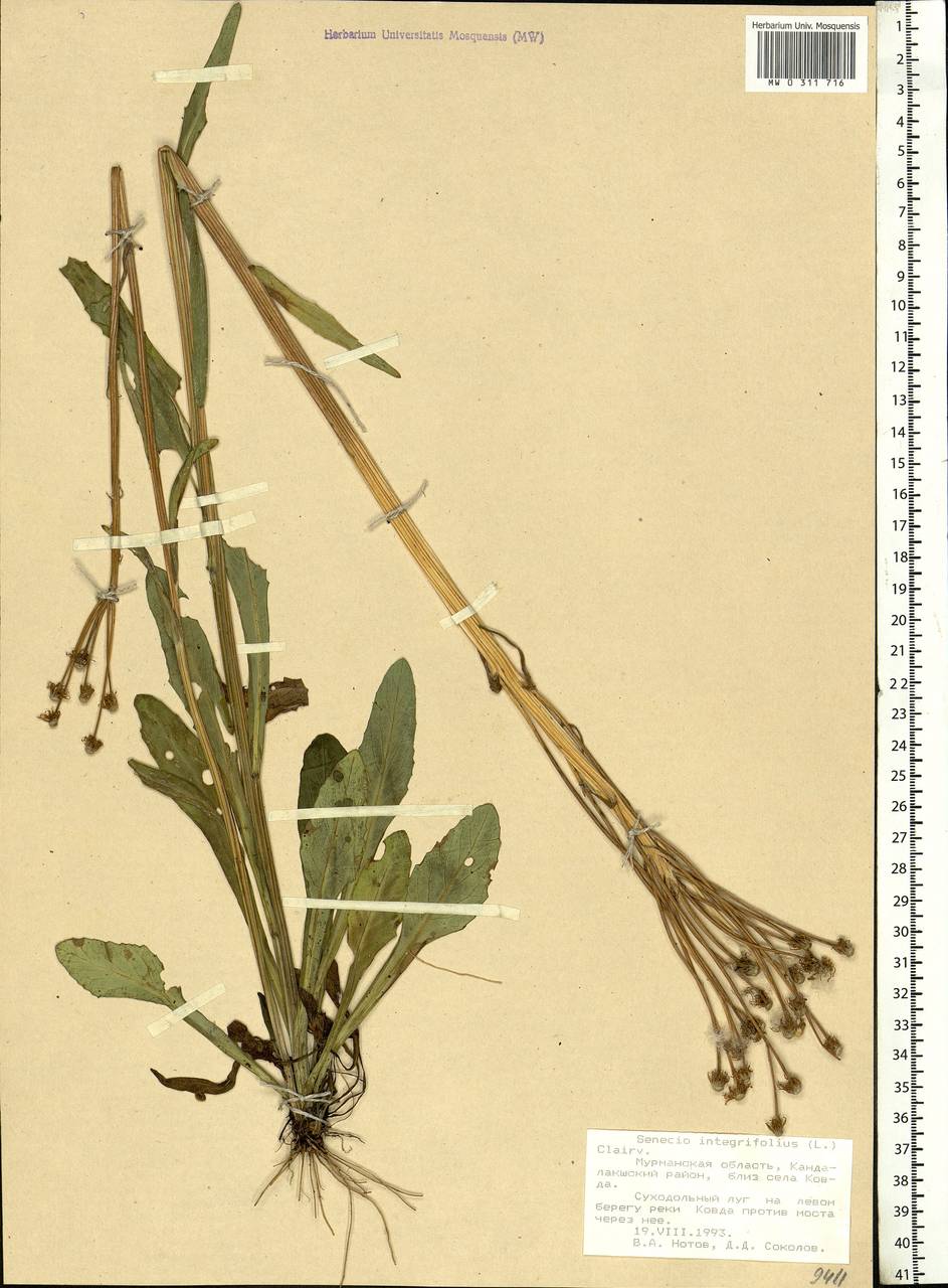 Tephroseris integrifolia (L.) Holub, Eastern Europe, Northern region (E1) (Russia)