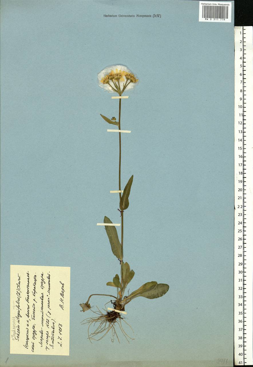 Tephroseris integrifolia (L.) Holub, Eastern Europe, Northern region (E1) (Russia)