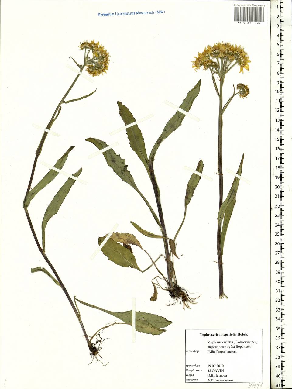 Tephroseris integrifolia (L.) Holub, Eastern Europe, Northern region (E1) (Russia)