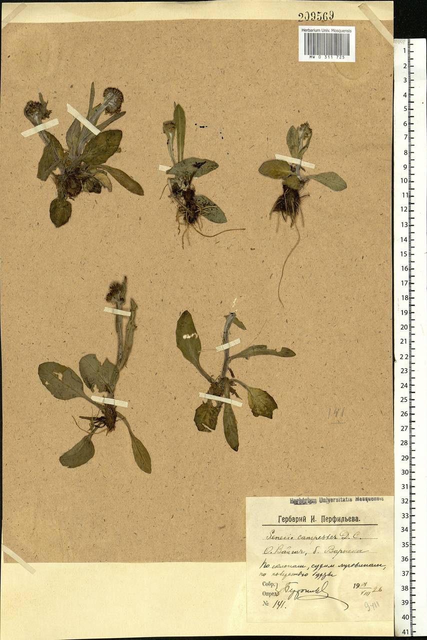 Tephroseris integrifolia (L.) Holub, Eastern Europe, Northern region (E1) (Russia)