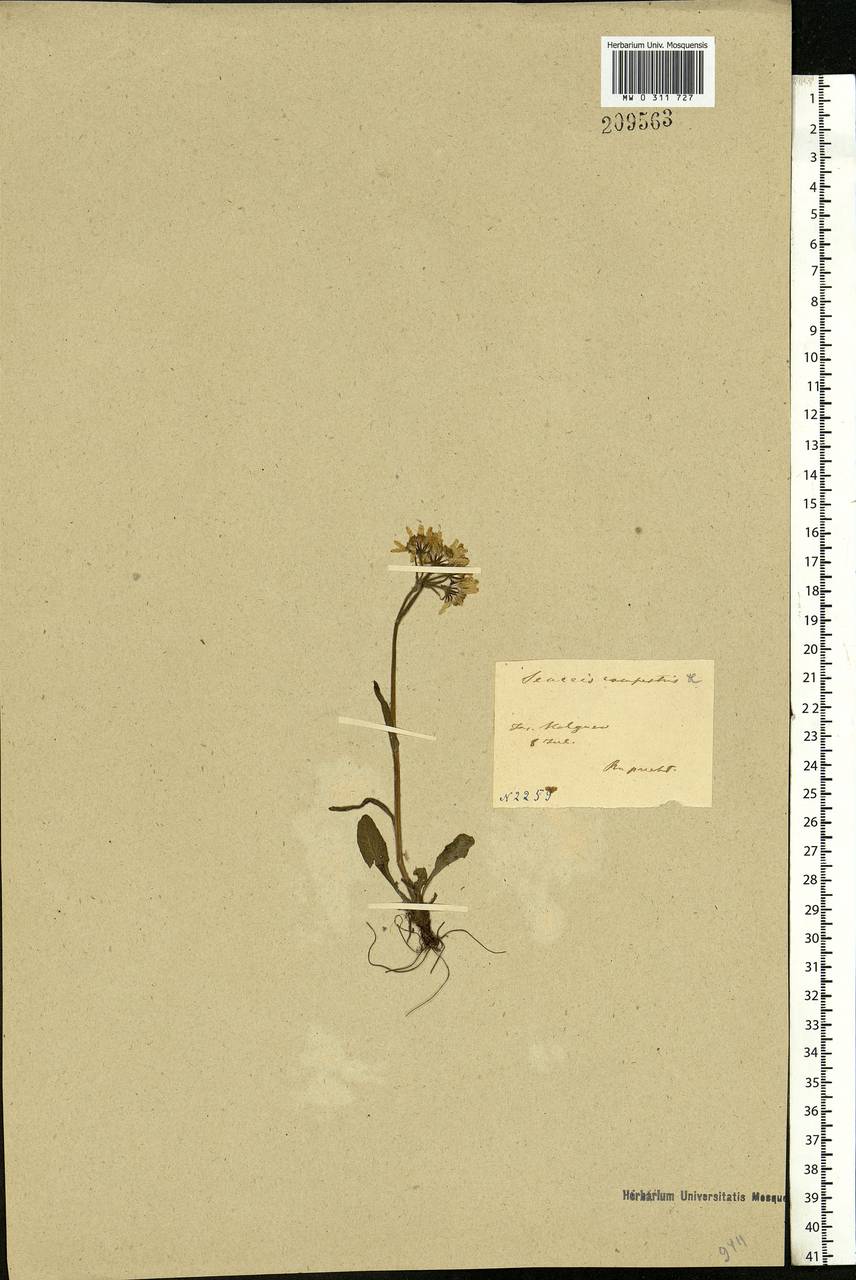 Tephroseris integrifolia (L.) Holub, Eastern Europe, Northern region (E1) (Russia)