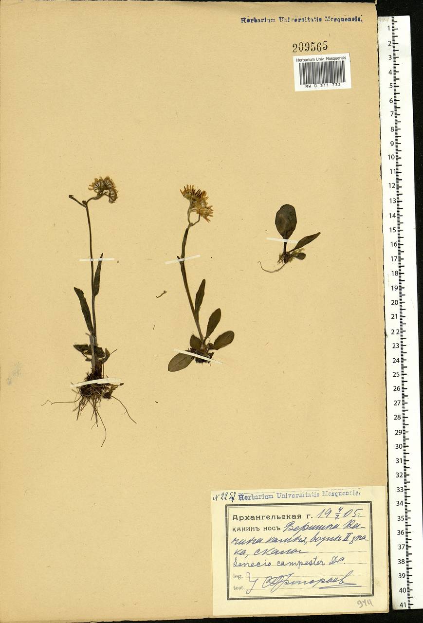 Tephroseris integrifolia (L.) Holub, Eastern Europe, Northern region (E1) (Russia)