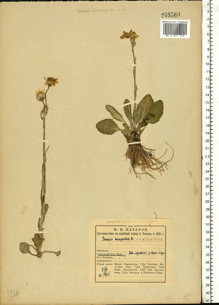 Tephroseris integrifolia (L.) Holub, Eastern Europe, Northern region (E1) (Russia)