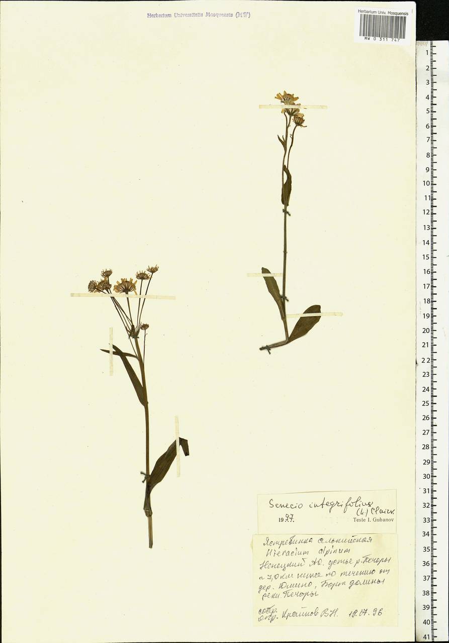 Tephroseris integrifolia (L.) Holub, Eastern Europe, Northern region (E1) (Russia)