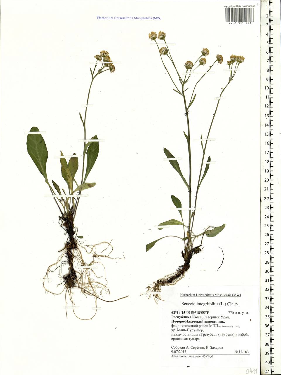 Tephroseris integrifolia (L.) Holub, Eastern Europe, Northern region (E1) (Russia)